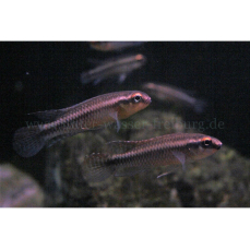 Congochromis dimidiatus - Kongocichlide (WF)