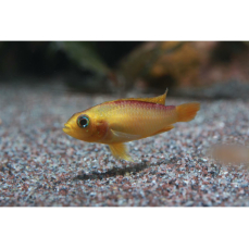 Apistogramma agassizii "fire red" - Feuerroter...