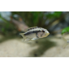 Apistogramma barlowi - Maulbrüter-Zwergbuntbarsch (WF)