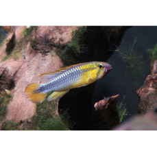 Apistogramma sp....