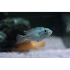 Haplochromis aeneocolor - Gelbbauch-Buntbarsch