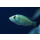 Haplochromis nubilus - Glühkohlen-Maulbrüter (EU-NZ)
