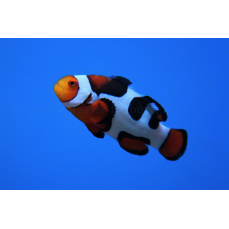 Amphiprion percula "premium picasso" - Anemonenfisch (NZ)