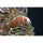Amphiprion perideraion - Anemonenfisch (WF)