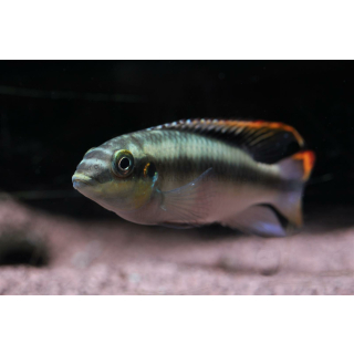 Pelvicachromis pulcher - Purpurprachtbuntbarsch (WF)