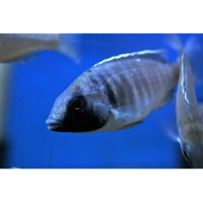 Placidochromis electra "Fort Maguire" -...