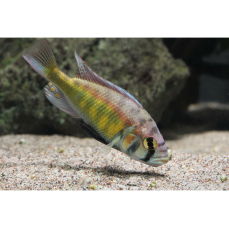 Haplochromis sp. "Red Back Scraper, Entebbe, Uganda" - Roter Uganda-Buntbarsch (Regionale NZ)