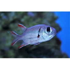 Myripristis sp. "rot" - Roter Soldatenfisch