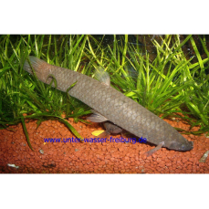 Phractolaemus ansorgii - Schlammfisch (WF)