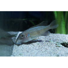 Gnathochromis permaxillaris - Staubsauger-Buntbarsch (DNZ)