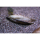 Pilsbryoconcha exilis - Tropische Süßwassermuschel (WF)