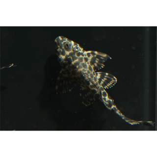 L165 - Pterygoplichthys gibbiceps - Wabenschilderwels