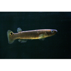 Rivulus cryptocallus "Les trois ilet, Martinique"