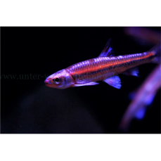 Notropis chrosomus - Regenbogenelritze (EU-NZ)