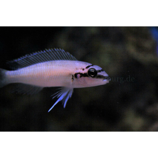 Chalinochromis brichardi - Maskenbuntbarsch