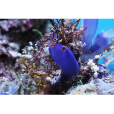 Clavelina caerulea - Blaue Seescheide (2-3Tiere)(WF)