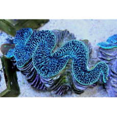 Tridacna maxima "ultra" - Große Mördermuschel 13-15cm