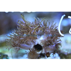 Acrozoanthus australiae - Schwarze Krustenanemone