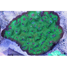 Echinophyllia sp. - "Chalice"-Koralle Mix (1-5cm)