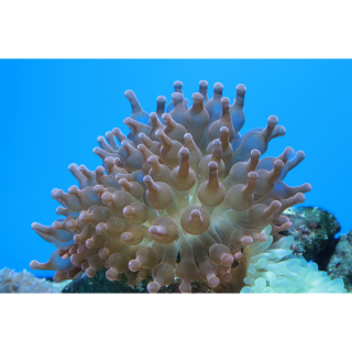 Entacmaea quadricolor - Blasenanemone (DNZ)