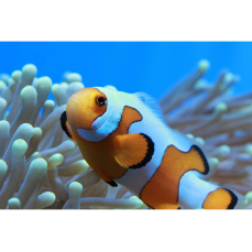 Amphiprion ocellaris "fancy white" - Fancy-Anemonenfisch (NZ)