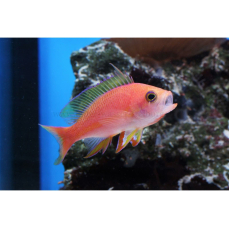 Pseudanthias pulcherrimus - Malediven-Fahnenbarsch (Männchen)(WF)