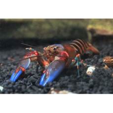 Cherax cf. peknyi "blue claw" -...