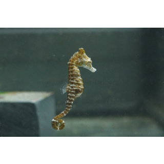 Hippocampus zosterae - Zwergseepferdchen (NZ)