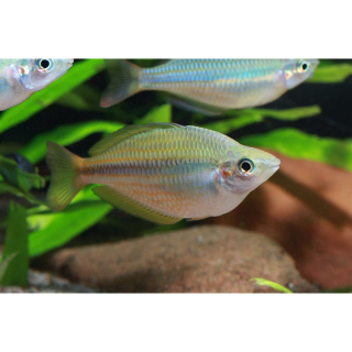 Melanotaenia trifasciata - Dreistreifen-Regenbogenfisch (NZ)