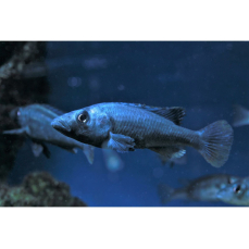 Haplochromis thereutheurion - Viktoriasee-Forellencichlide
