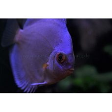 Symphysodon aequifasciatus "blue diamond I" -...