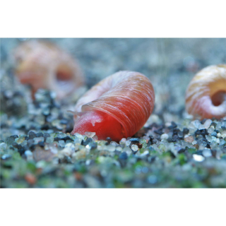 Planorbella duryi rot - Rote Posthornschnecke (NZ)