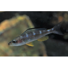 Paracyprichromis brieni "Chituta"