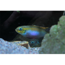 Pelvicachromis kribensis "Dehane" 2,5-3cm (DNZ)