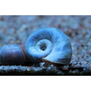 Planorbella duryi "blau" - Blaue Posthornschnecke (DNZ)