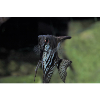 Pterophyllum scalare "rauch" - Rauch-Skalar (NZ)