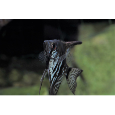 Pterophyllum scalare "rauch" - Rauch-Skalar (NZ)