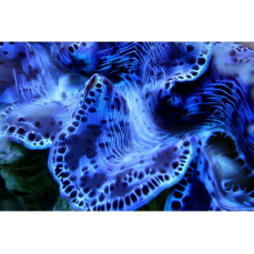 Tridacna maxima "blau" - Große Mördermuschel 5cm