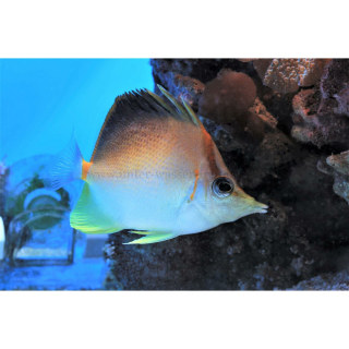 Prognathodes aculeatus - Karibischer Pinzettfisch (WF)