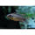 Pelvicachromis kribensis "Bipindi"