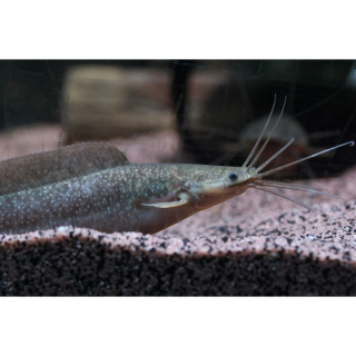 Clarias sp. "Kongo"