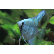 Pterophyllum scalare "blue platinum" - Blauer...