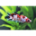 Betta splendens "Plakat Koi" - Koi-Kampffisch (Männchen, versch. Farben)(NZ)