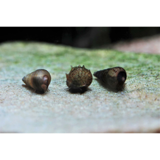 Turmdeckelschnecke - Tarebia granifera, Melanoides tuberculata & M. maculata (Arten-Mix nach Verfügbarkeit)(Eigene NZ)