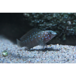 Eretmodus cyanostictus "Kasanga" - Tanganjika-Clown