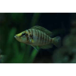 Altolamprologus compressiceps "Mutondwe gold head" (EU-NZ)