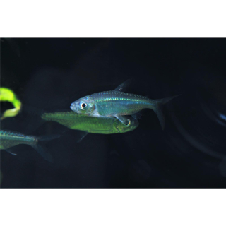 Alestes sp. Kongo (WF)