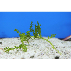 Caulerpa racemosa - Trauben-Kriechsprossalge (kleine...