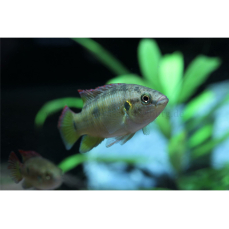 Hemichromis guttatus "Kpoglu, Ghana" - Roter Cichlide (Regionale NZ)