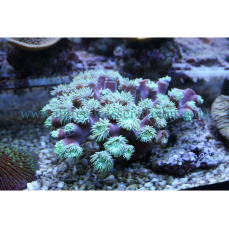 Duncanopsammia axifuga - Bart-Koralle (2-4 Polypen)(NZ)